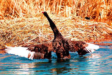  火速跟风！高玩魔改端游《Zuck v Musk》免费发布